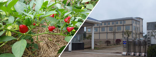 ���\������������5�f����SHU��