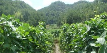 �����嵶���z���طNֲ