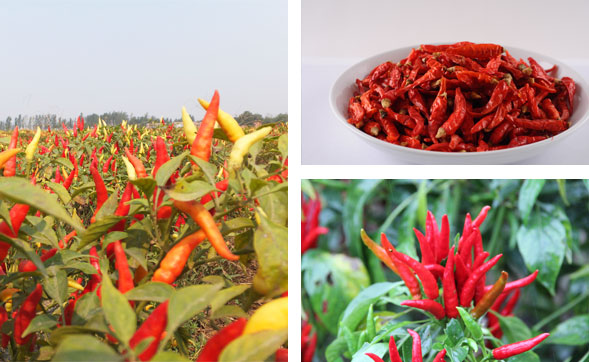 ���ϸ��������l(f��)�Ј�