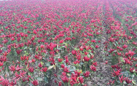 Ұɽ���r(ji��)��