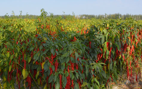 ��С�׽����l(f��)